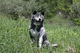 AKITA INU 337